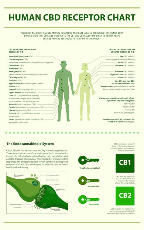 The Science Behind Cbd And How It Works In The Human Body