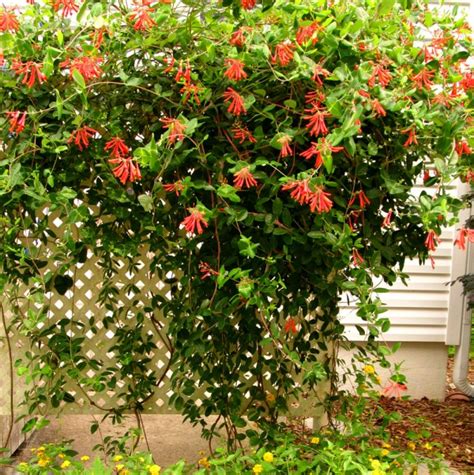 Coral Honeysuckle Sandhills Native Nursery