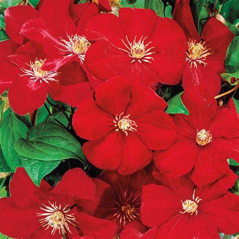 Rouge Cardinal Clematis Gurneys Seed And Nursery Co