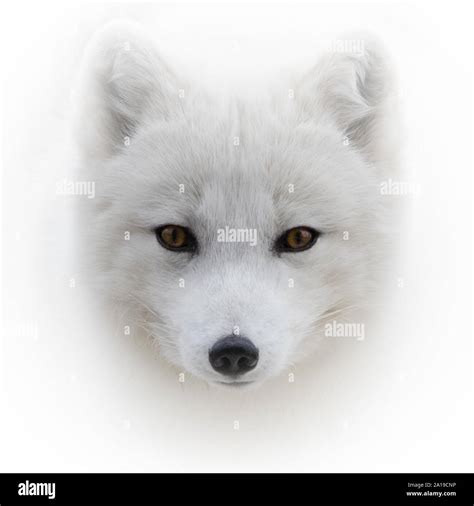 Arctic Fox Front View Portrait Stock Photo Alamy