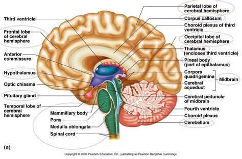 Structure Of The Brain Diagram Nervous System Diagram Labeled Diagram