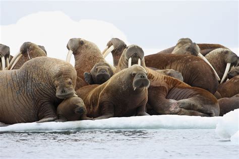 Tens Of Thousands Of Walruses Come Ashore As Sea Ice Melts Off Alaska