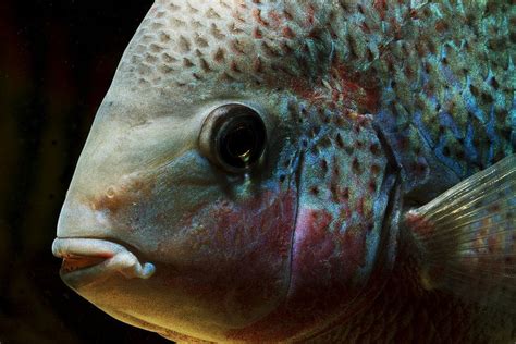Vieja Coatzacoalcos Fish Pet South America Cichlids