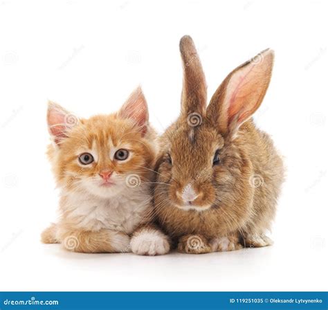 Red Kitty And Bunny Stock Image Image Of Camera Baby 119251035