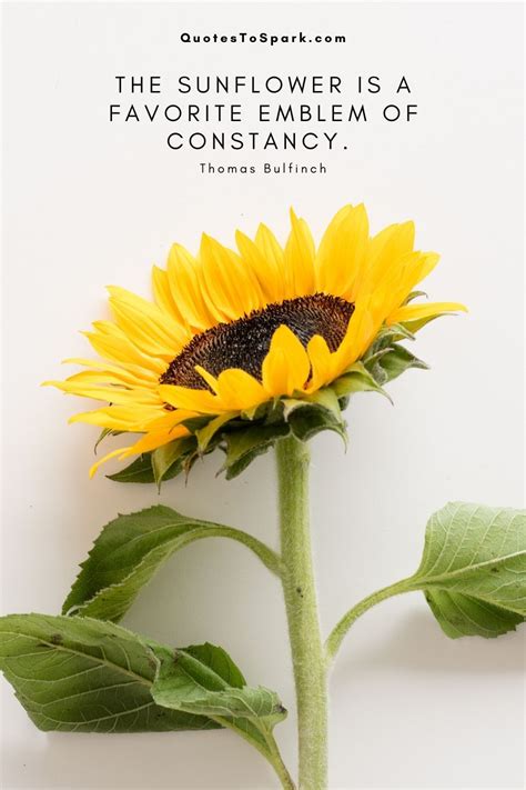 10 Amazing Facts About Sunflowers And Famous Quotes Sunflower Quotes