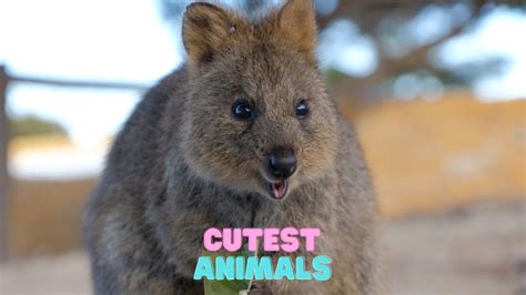10 Cutest Animals In The World And Where To See Them