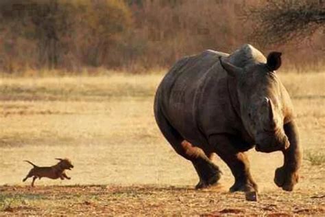 England Beware Picture Of A Dog Chasing A Rhino Is Inspiring Iceland