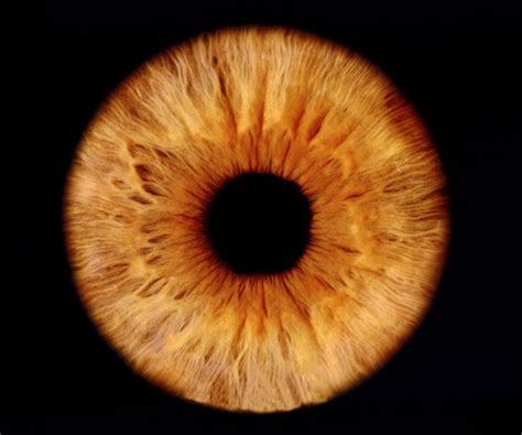 Computer Enhanced Brown Iris Of The Eye Print By David Parker Brown