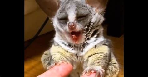 Video Tiny Big Eyed ‘bush Baby Yawns In The Cutest Way