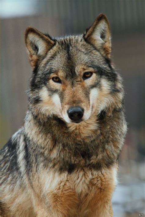 Yakima Part Eurasian Wolf Part Timber Wolf Canis Lupus