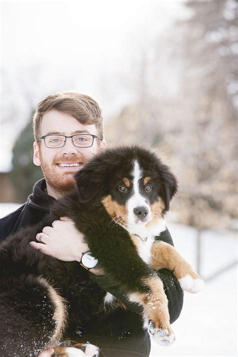 Puppy Love Sullivan The Bernese Mountain Dog Daily Dog Tag