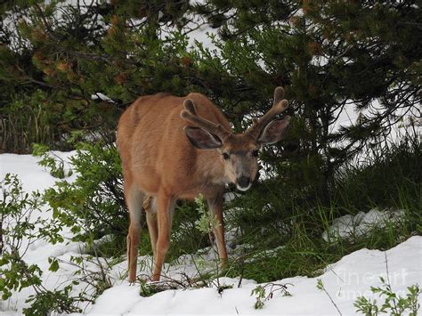 Banff National Park Male White Tailed Deer Photograph By Art Sandi Pixels