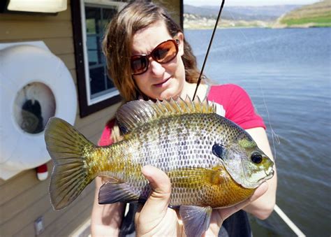 An Overview Of How To Catch Bluegill With Baits And Lures Tips For