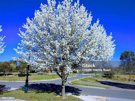 White Cherry Blossom Tree Stock Photo Download Image Now Australia