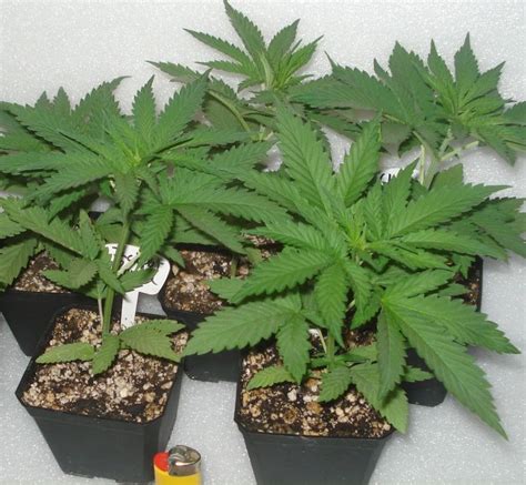 The flowering stage of cannabis week by week. Marijuana Growing: The Duration of Cannabis Flowering Period