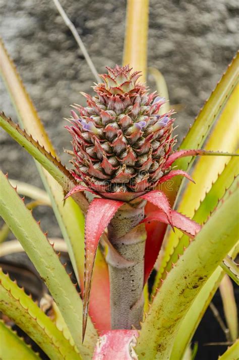 A Flowering Pineapple Fruit On The Plant Stock Photo Image Of