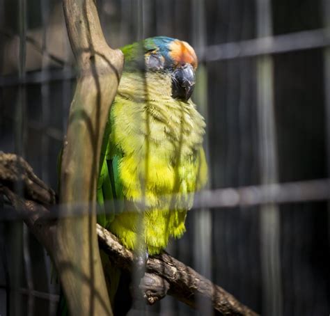 Do Parrots Sleep With Their Eyes Open Unihemispheric Sleep