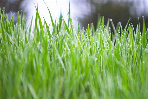 How To Grow And Care For Rye Grass
