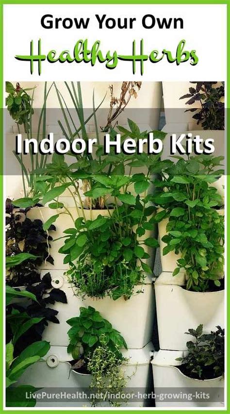 Indoor Herb Growing Kits Grow Your Own Healthy Organic Herbs At Home