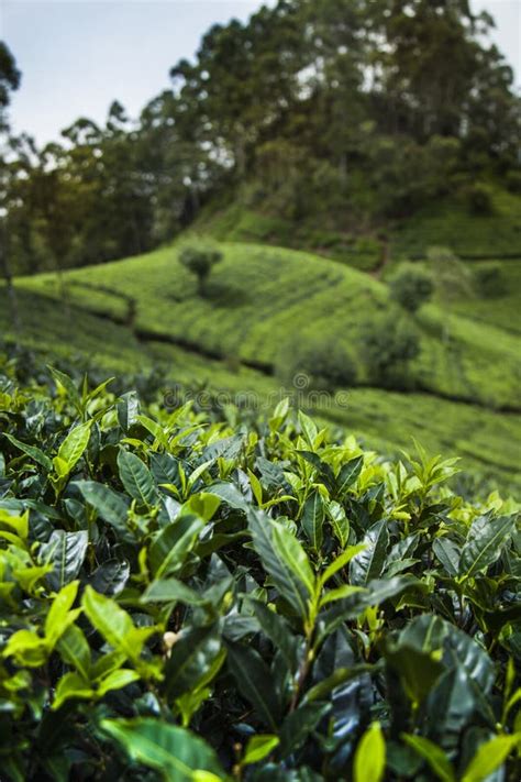 Field Of Green Tea Plantation Stock Photo Image Of Garden Lanka