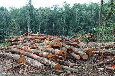 Pile Of Cut Logs In A Pacific Northwest Forest Clearing Stock Photo