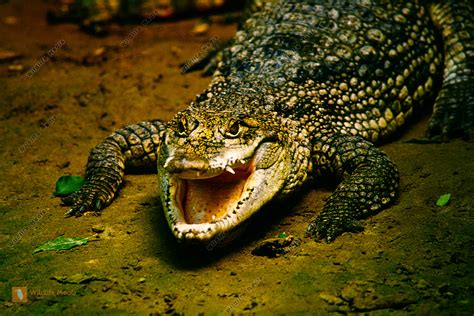Bestellen - Krokodil (Crocodilia) Bild - Bildagentur