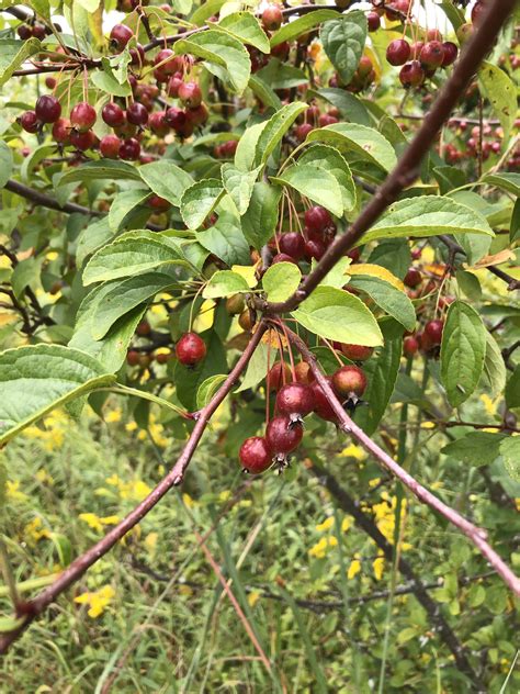 Fruit Trees Home Gardening Apple Cherry Pear Plum Where To Buy