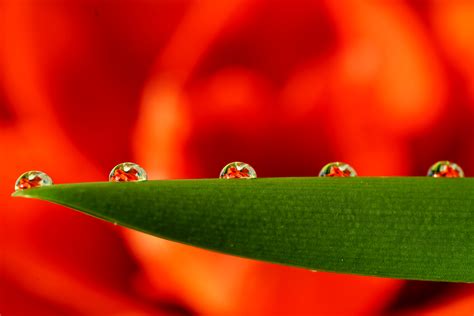 Kostenlose Foto Wasser Bl Hen Fallen Tau Fotografie Blatt Blume