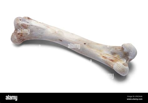 Single Turkey Bone Cut Out Close Up Stock Photo Alamy