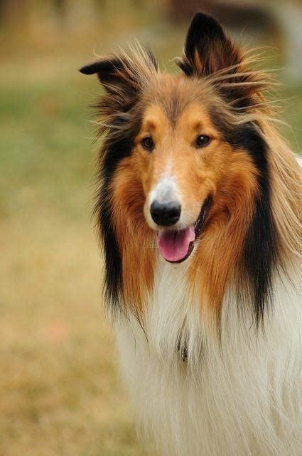 What Breed Of Dog Was Lassie On Film And Tv Quora