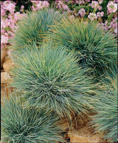 Bonsai Dwarf Fescue Grass Seed