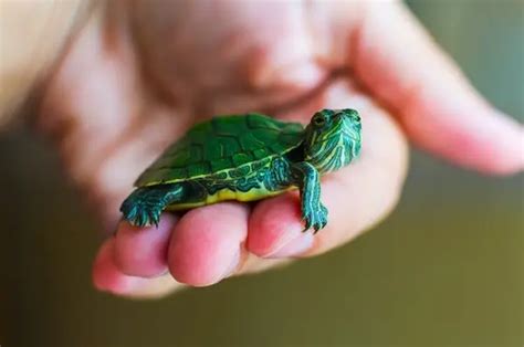 How Long Do Pet Turtles Live In Newsweekly