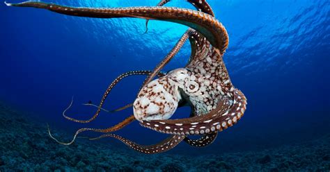 In The Future There May Only Be Octopuses In The Ocean As Marine Life
