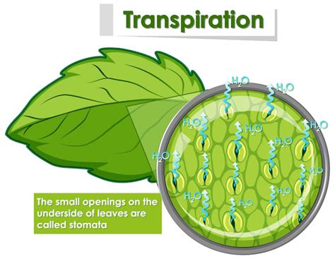 Transpiration Definition Types Factors Significance Geeksforgeeks