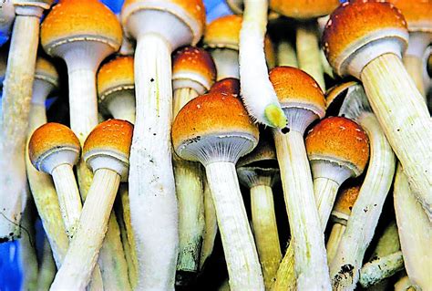 Grand Rapids May Decriminalize Psychedelic Mushrooms Plants Later This