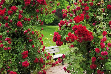 Growing Roses How To Plant And Grow Roses Better Homes And Gardens