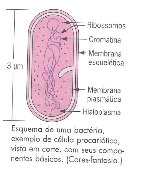 Celula Procarionte Ponto Biologia