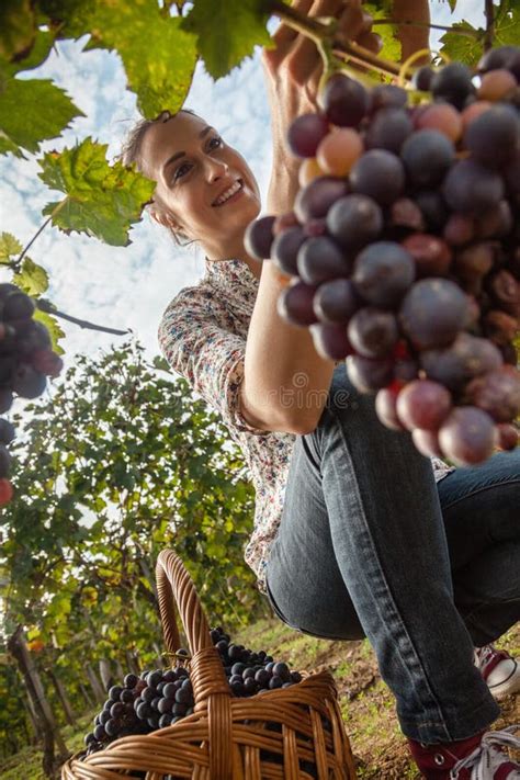 The Grape Harvest Stock Image Image Of Freshness Healthy 46907535