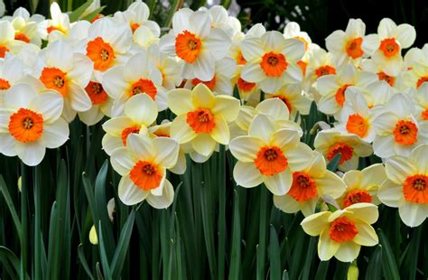 Wallpaper Daffodil Bunga Bunga Hamparan Bunga Spring Mood
