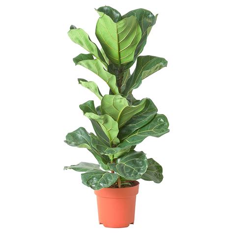 Ficus Lyrata Extra Grande Vivero Chillan Árboles y Plantas Ornamentales