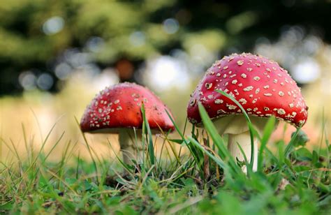 Poisonous Mushroom Compound Could Help Flow Batteries