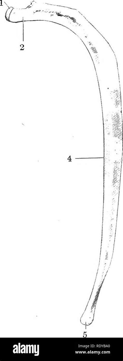 Anatomy Of First Rib Anatomy Diagram Book