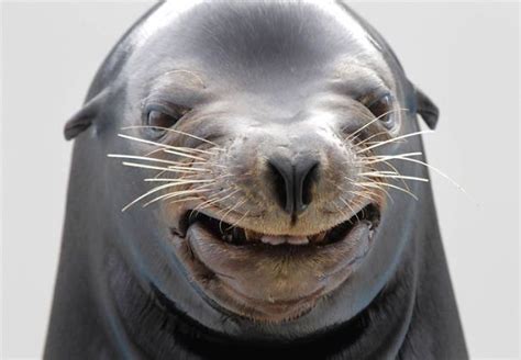 32 Lol Pictures Of Animals Making Funny Faces Artofit
