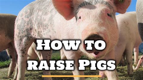 Raising Pigs 101 Youtube