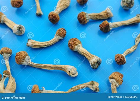 Dried Psilocybin Mushrooms On White Background In Row Psychedelic