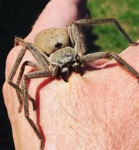 43 Images That Youll Never Be Able To Forget You Saw Spiders