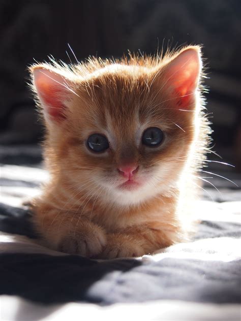 This Face Adorable Kittens Cats And Kittens Aww Animals Cute