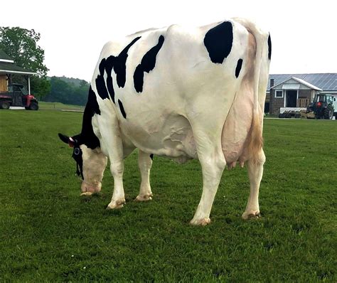 Holstein Gado Leiteiro