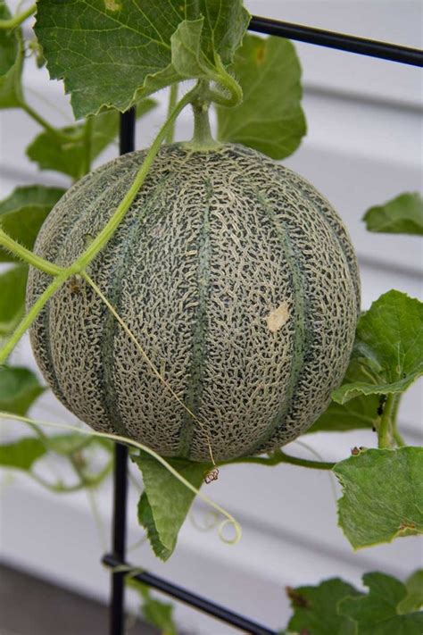 How To Grow Cantaloupe Vertically On A Trellis Gardeners Path