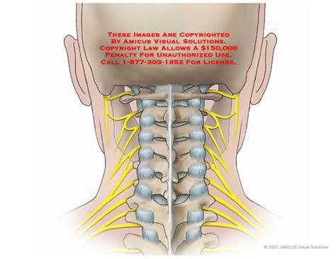 The content of the neck is grouped into neck spaces, called compartments. Posterior Neck Anatomy - Anatomy Drawing Diagram